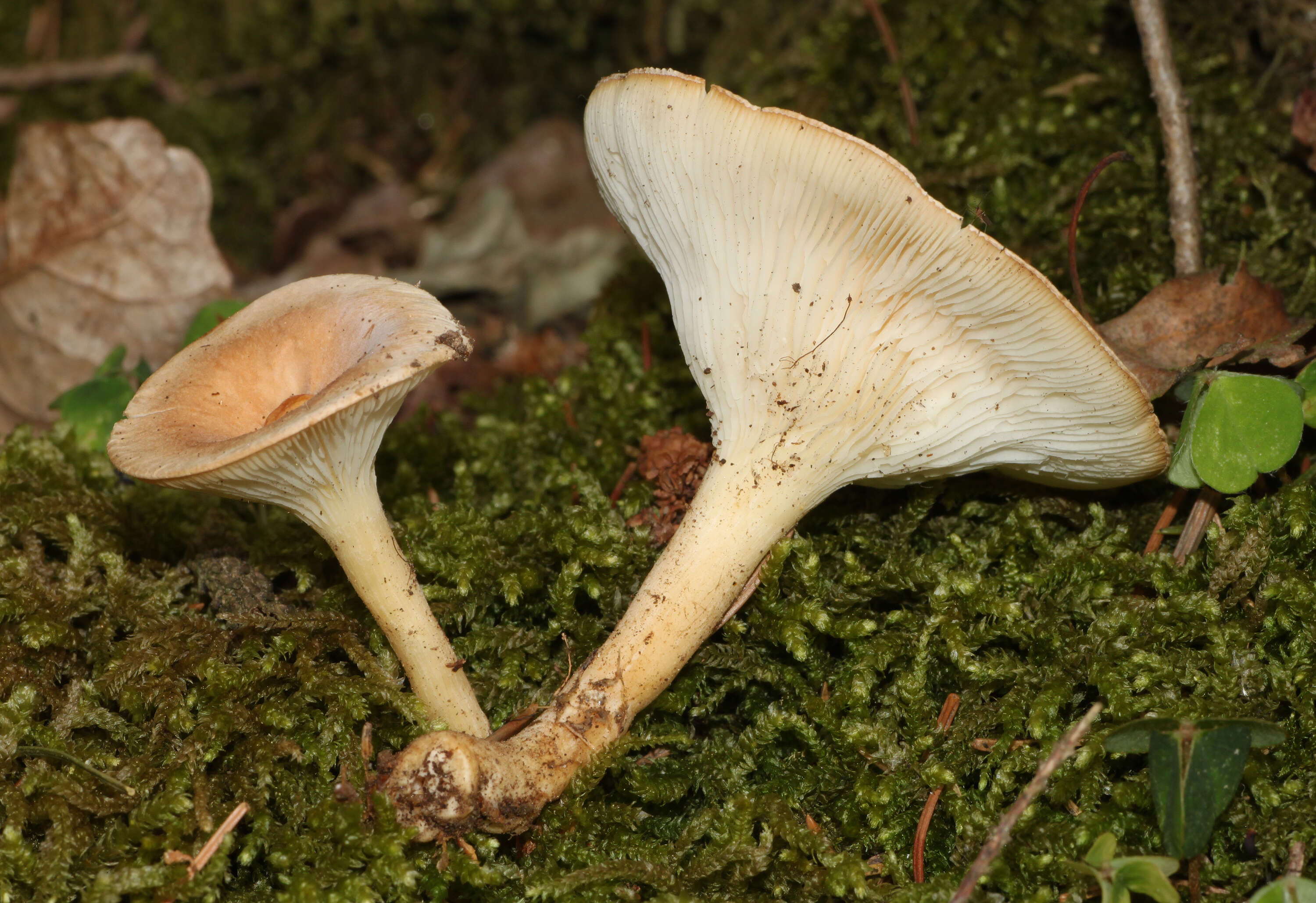 Слика од Clitocybe gibba (Pers.) P. Kumm. 1871