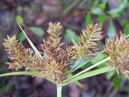 Image de Cyperus hillebrandii Boeckeler