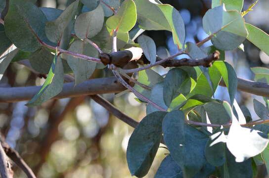 Plancia ëd Eucalyptus globulus subsp. bicostata (Maiden. Blakely & Simmonds) Kirkpatrick