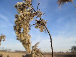 Imagem de Solidago gigantea Ait.