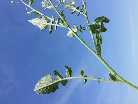 Image of wild radish