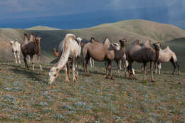 Image of Bactrian camel