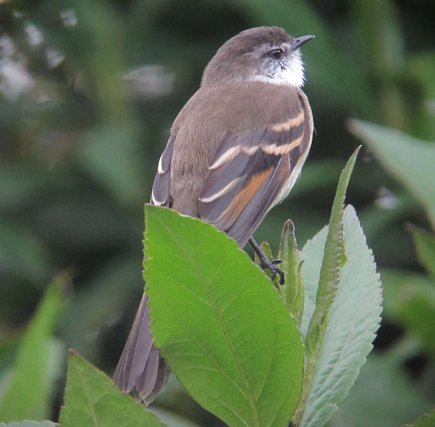 Image of White-throated Tyrannulet