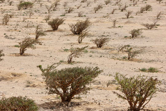 Image of frankincense