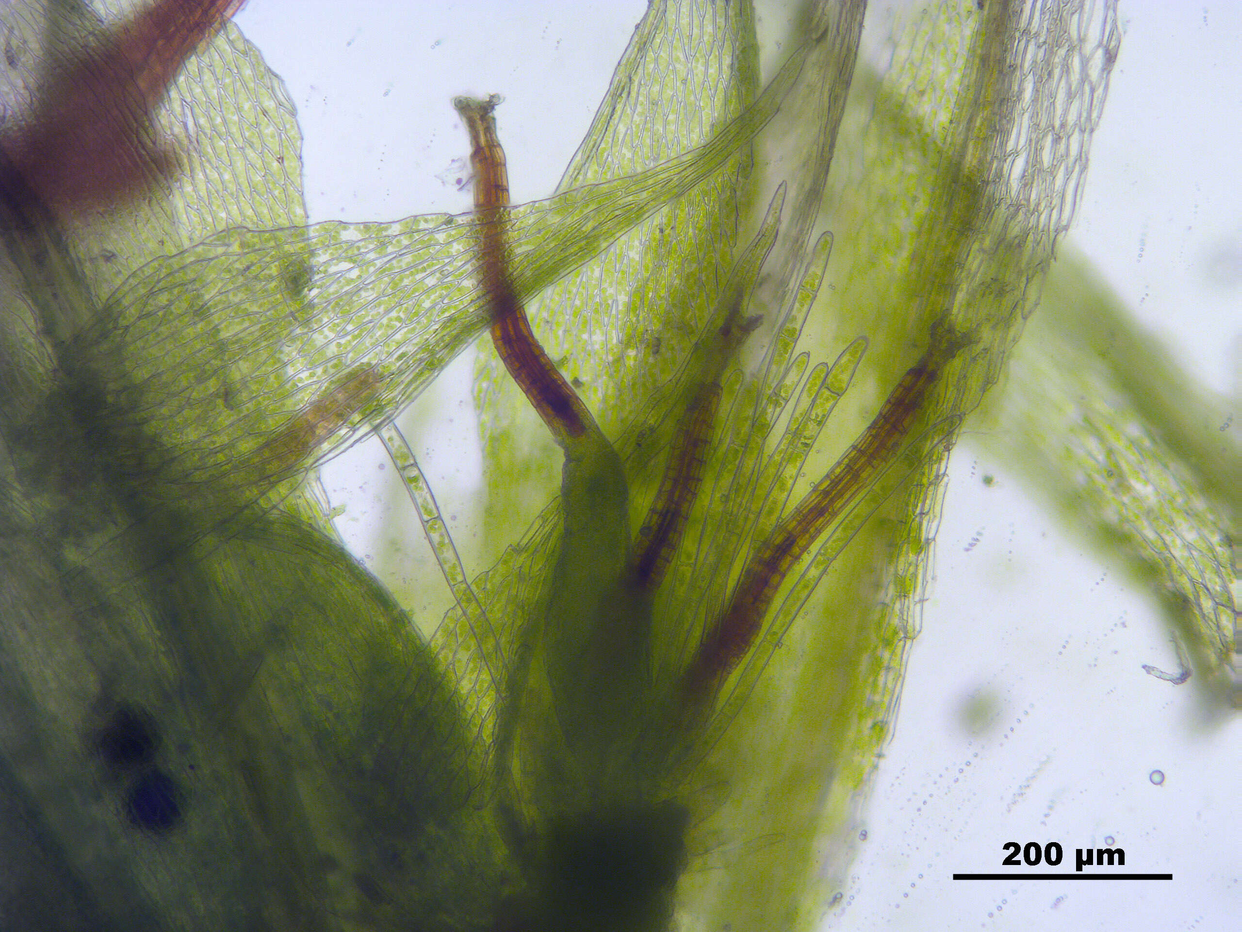 Image of dry calcareous bryum moss