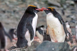 Image of Macaroni Penguin