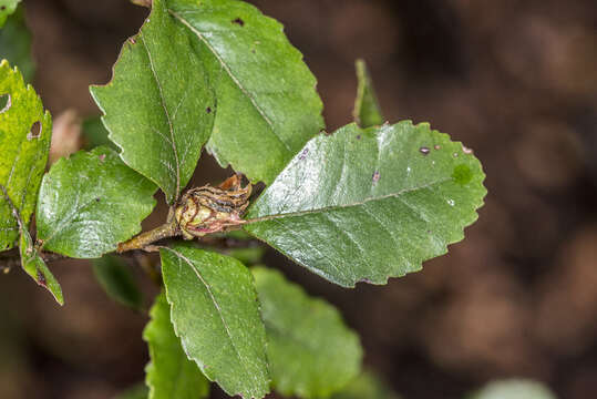 Image of Nothofagus truncata (Colenso) Cockayne