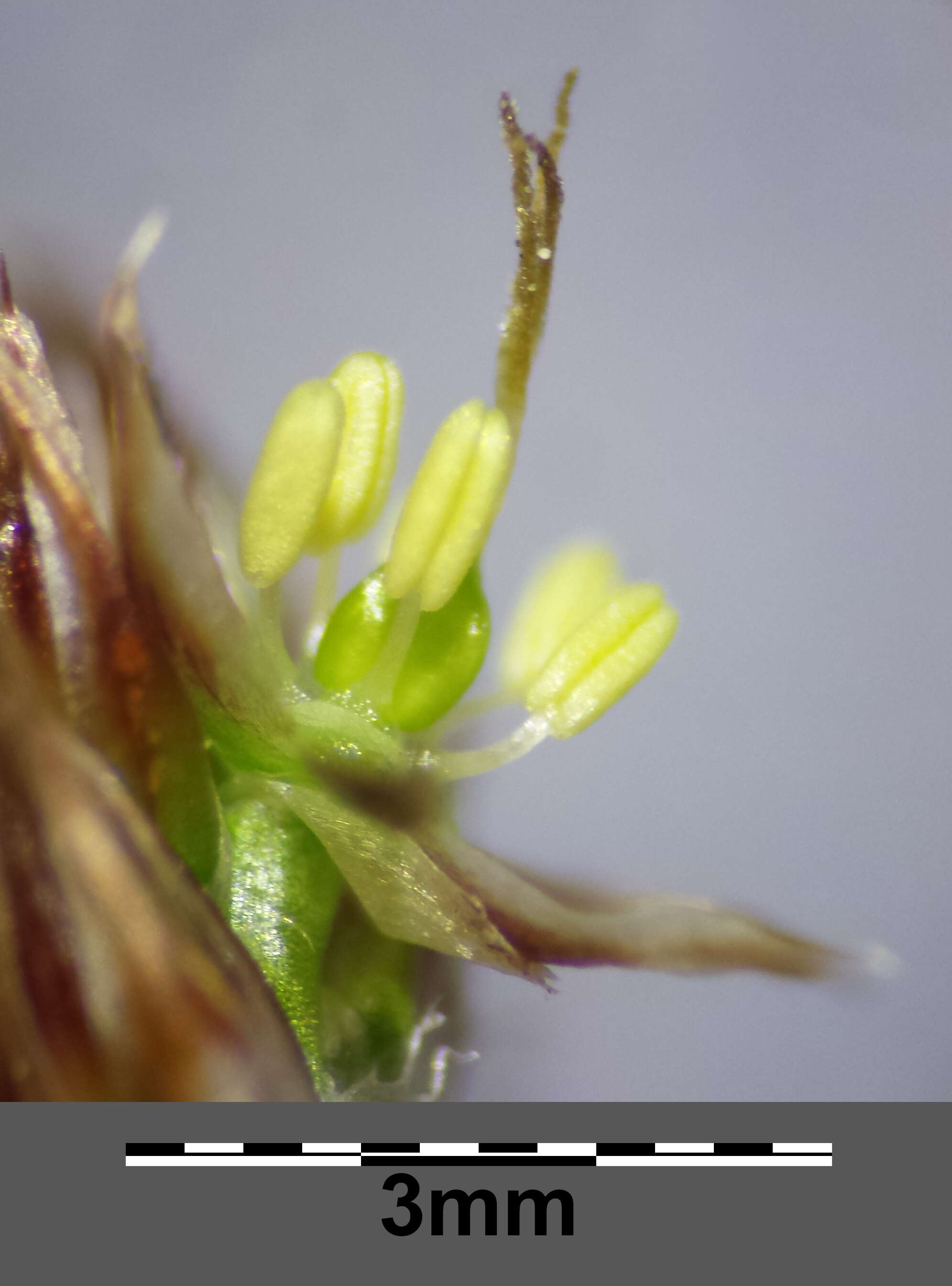 Imagem de Luzula multiflora (Retz.) Lejeune