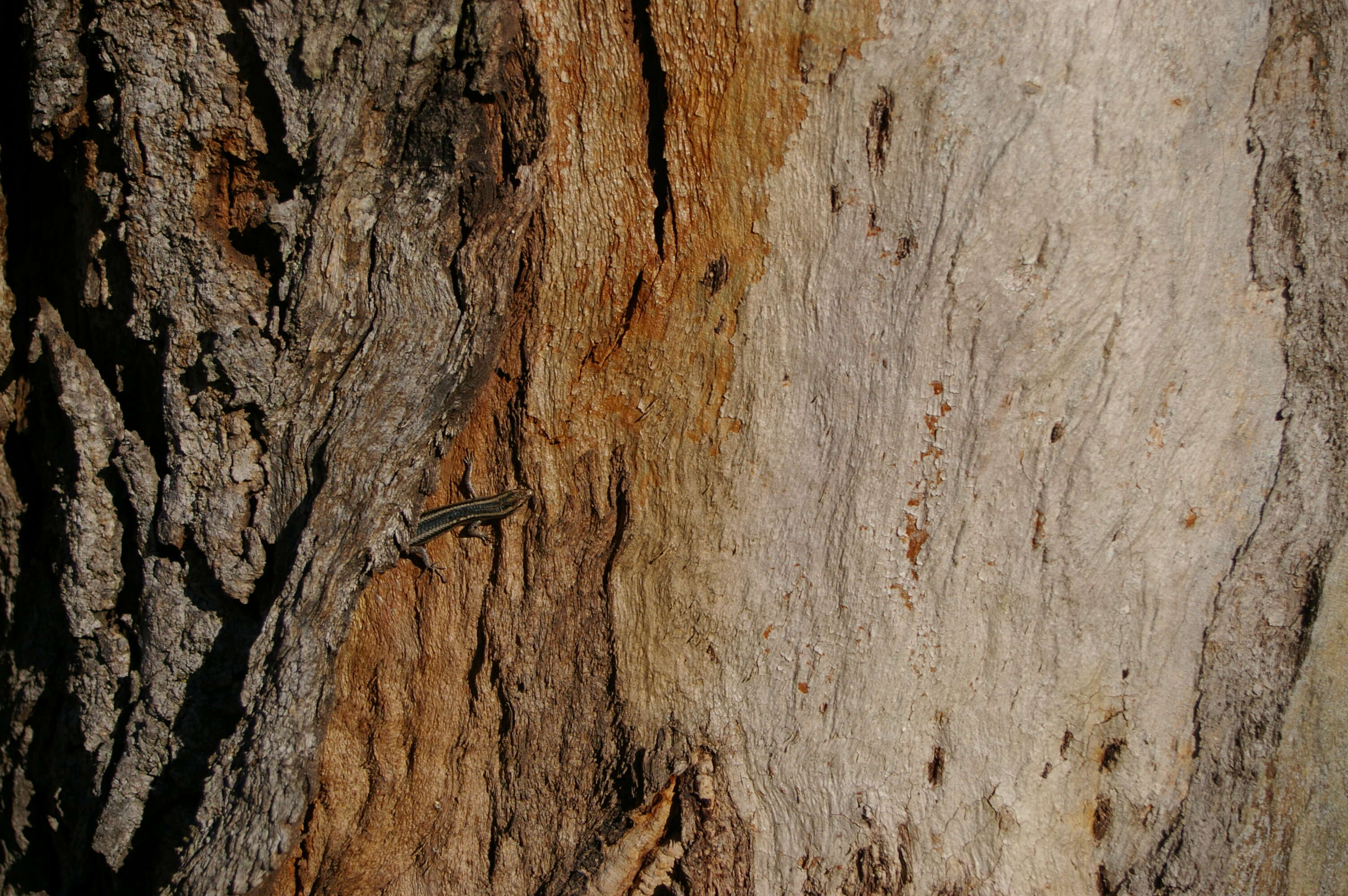 Image of Cream-striped Shinning-skink