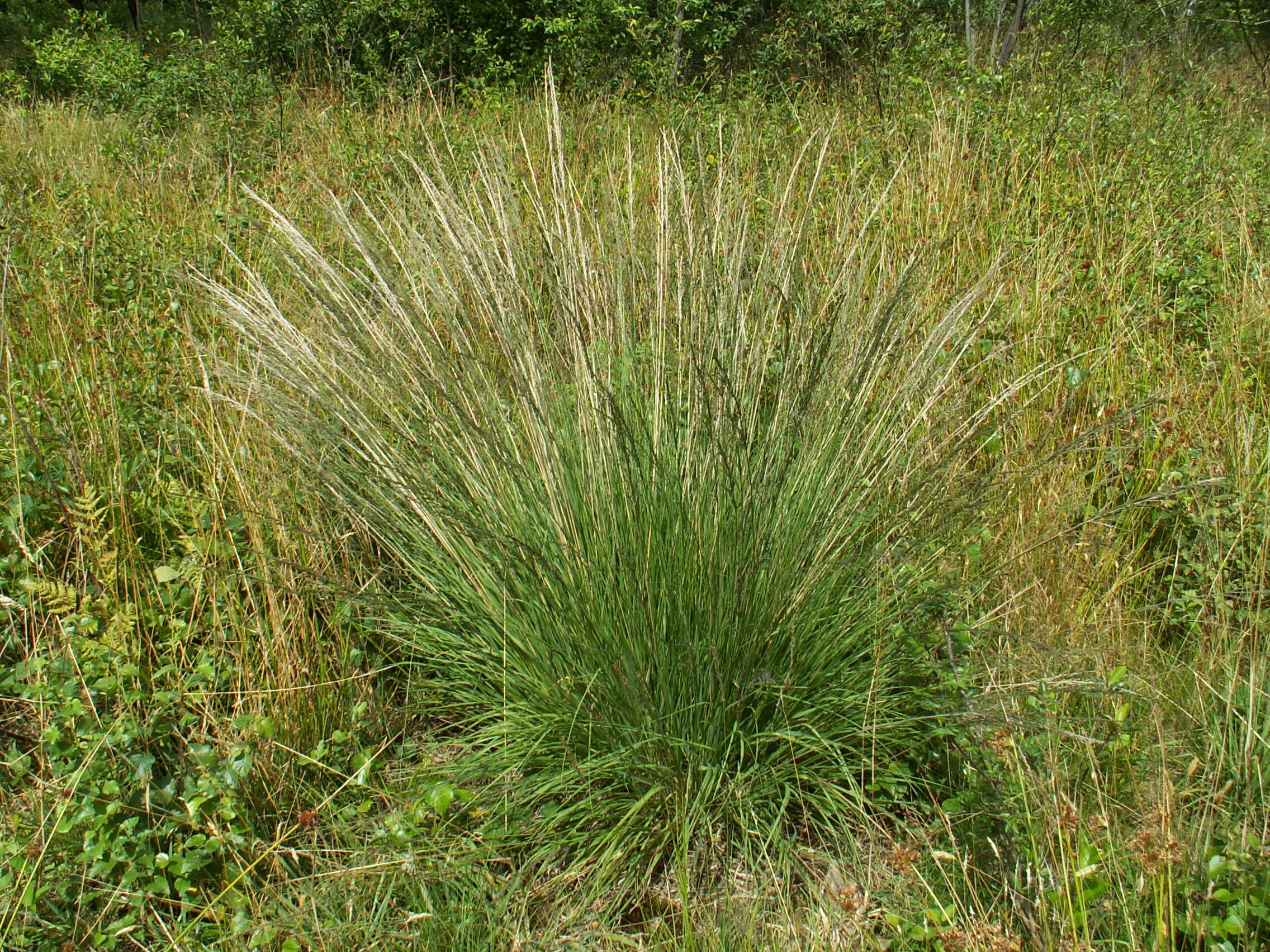 Imagem de Molinia caerulea (L.) Moench