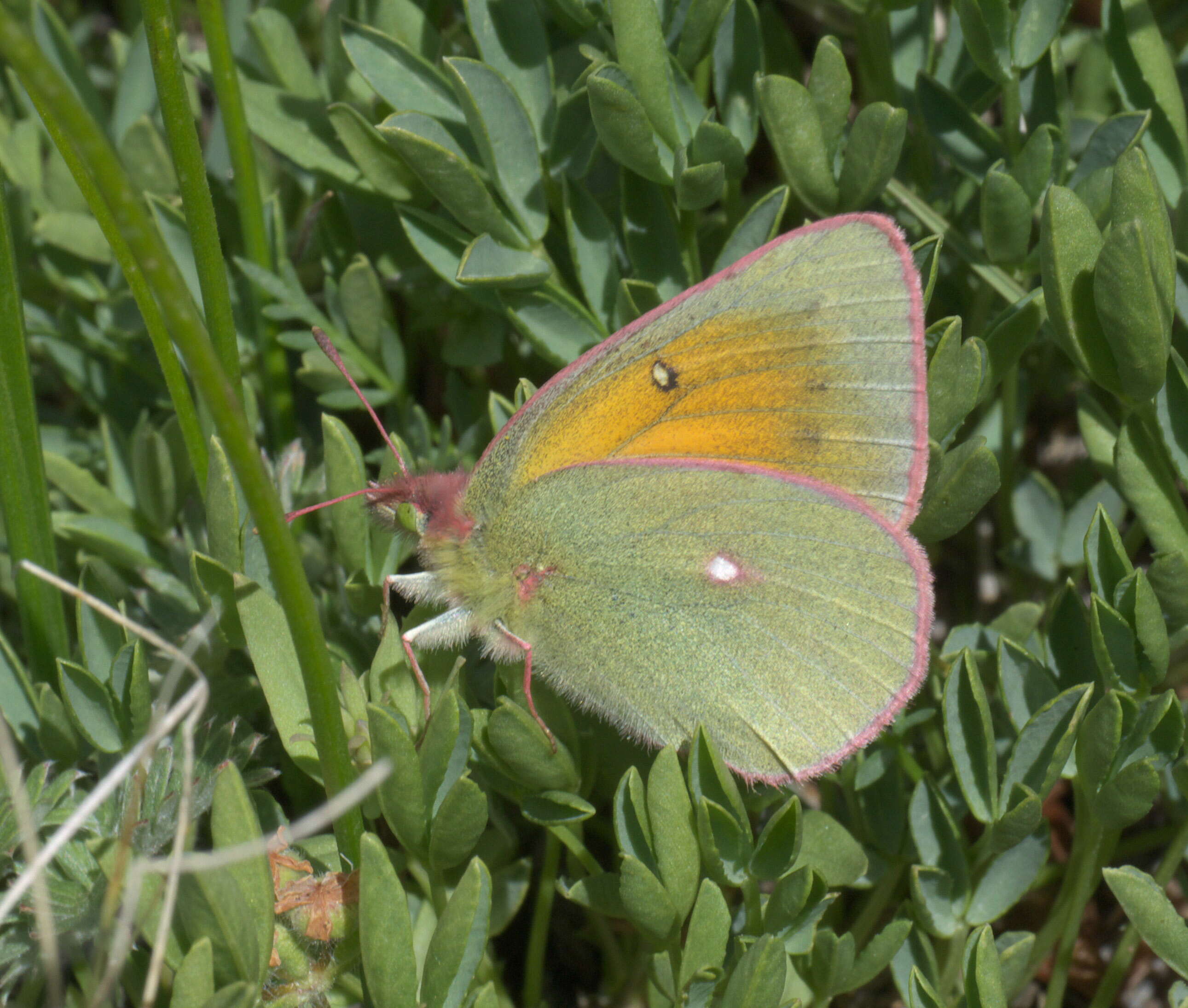 Colias meadii Edwards 1871 resmi