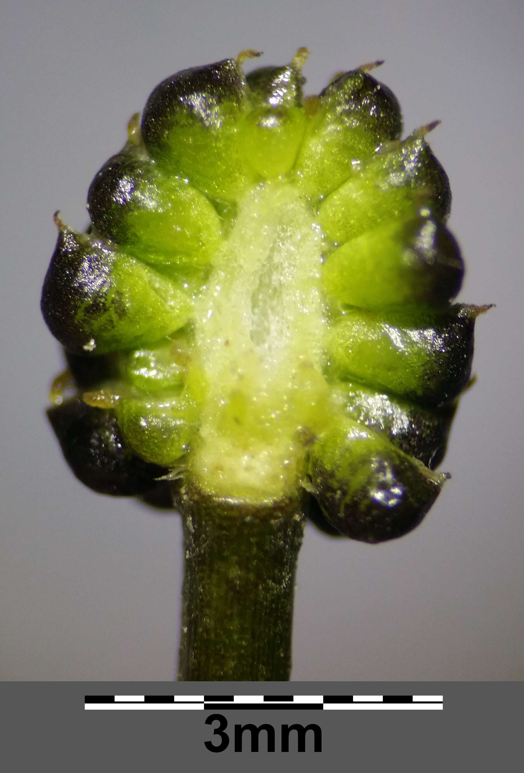 Image of Ranunculus rionii Lagger