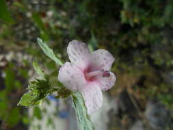 Image of Caesarweed