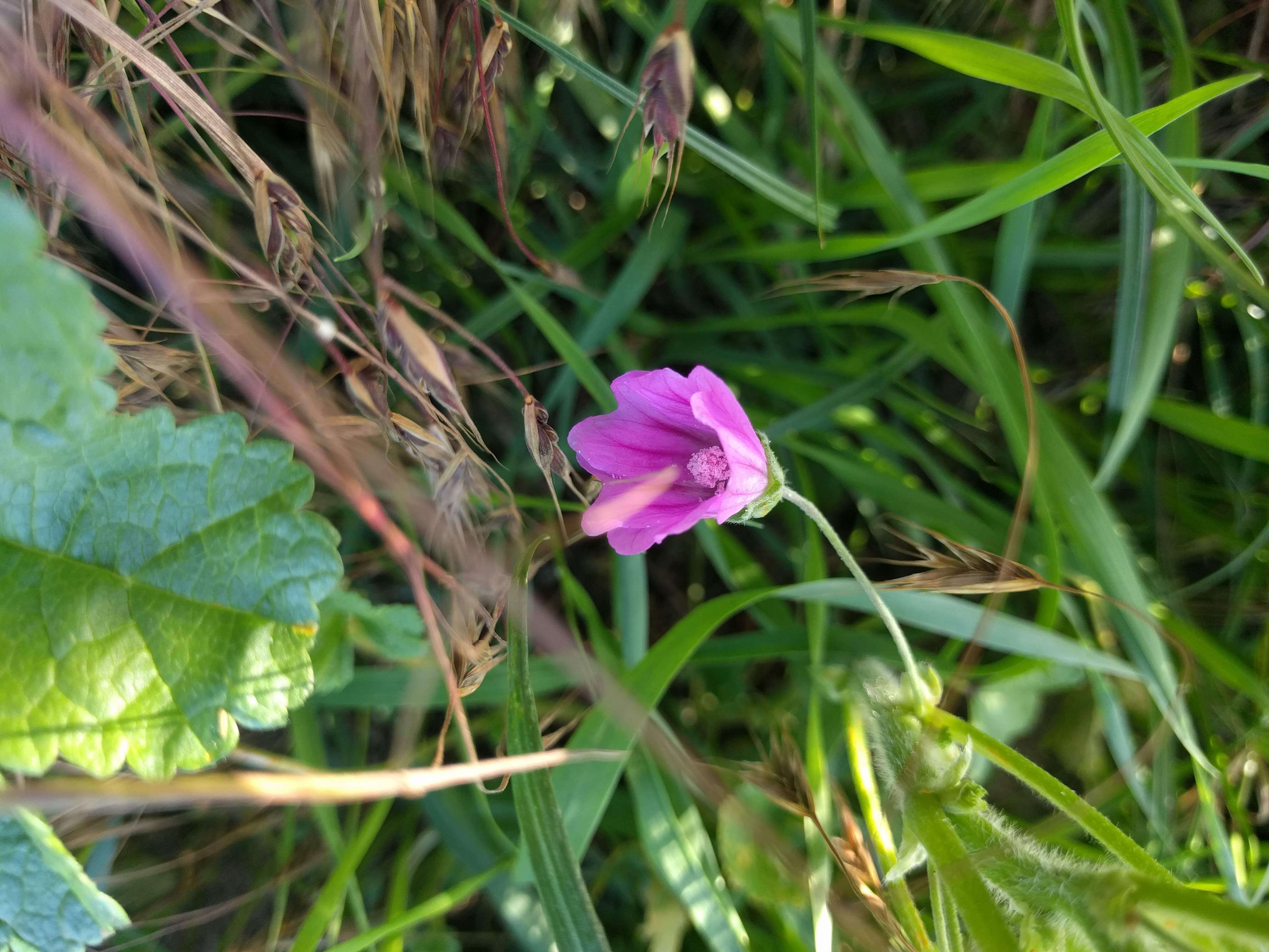 Image of high mallow