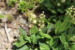 Image of Wintergreen