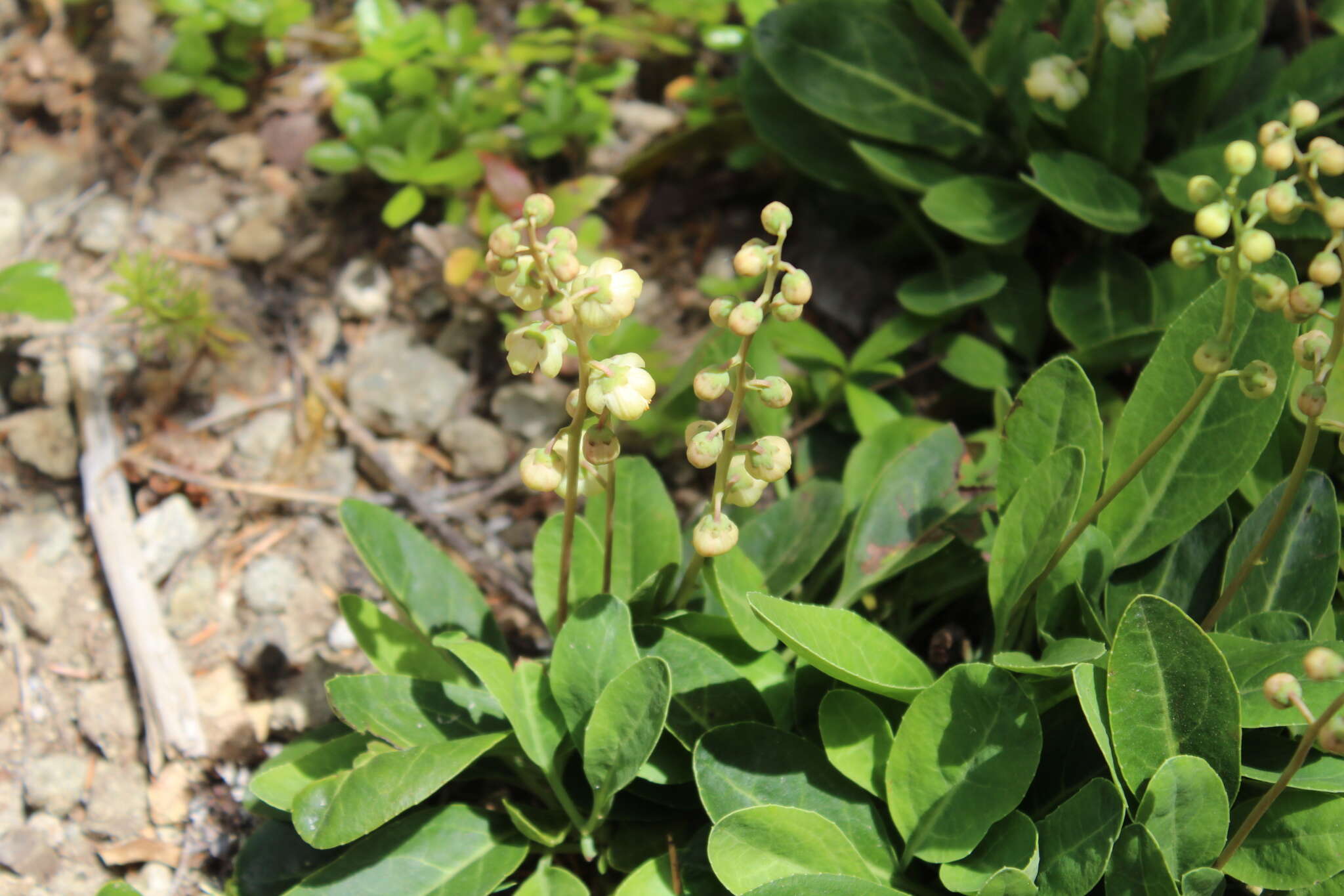 Image of Wintergreen