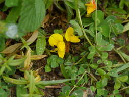 Imagem de Lotus corniculatus L.