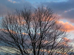 Image of sugar maple