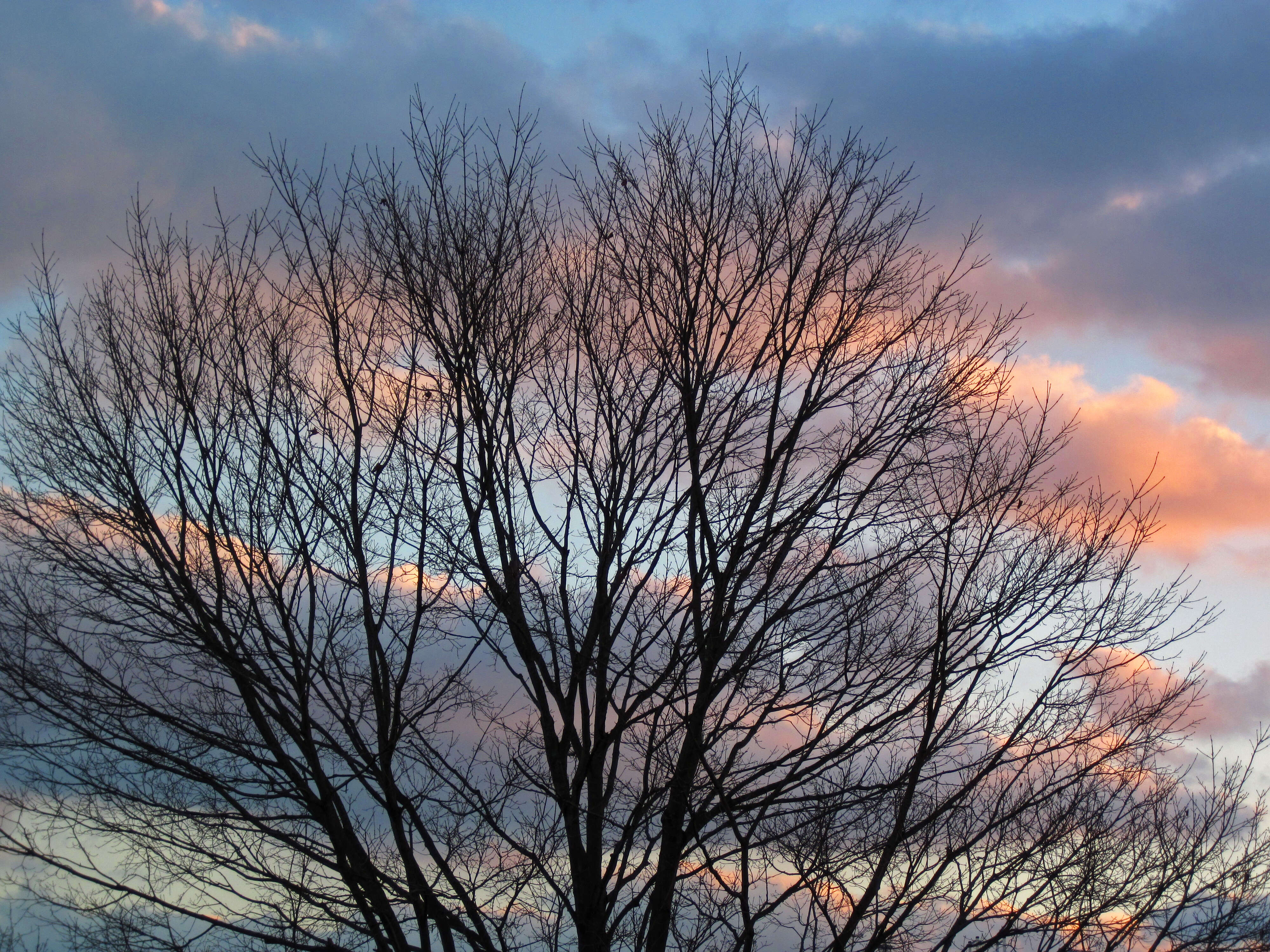 Image of sugar maple