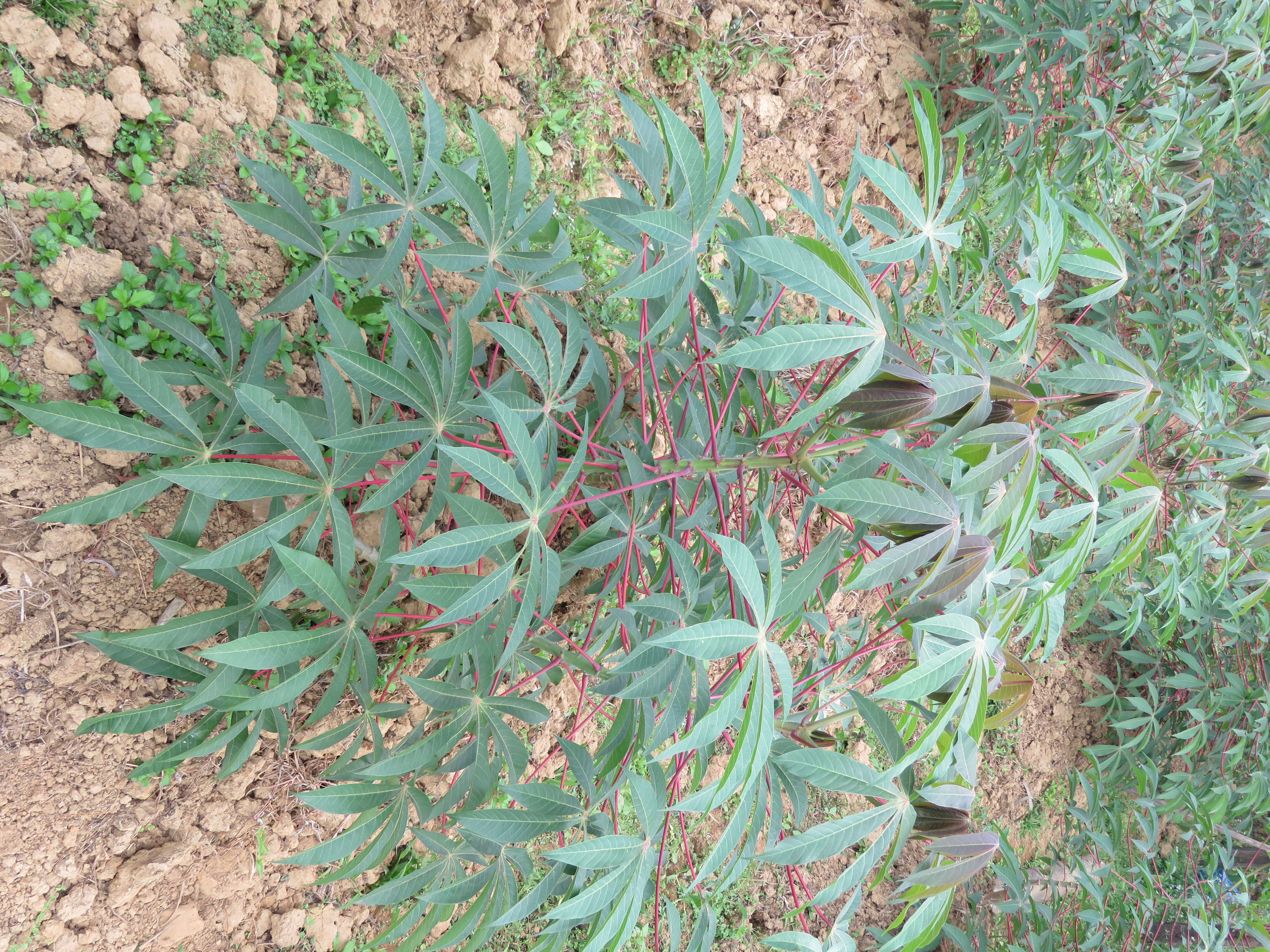 Image of cassava