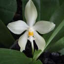 Image of Phalaenopsis micholitzii Sander ex H. J. Veitch