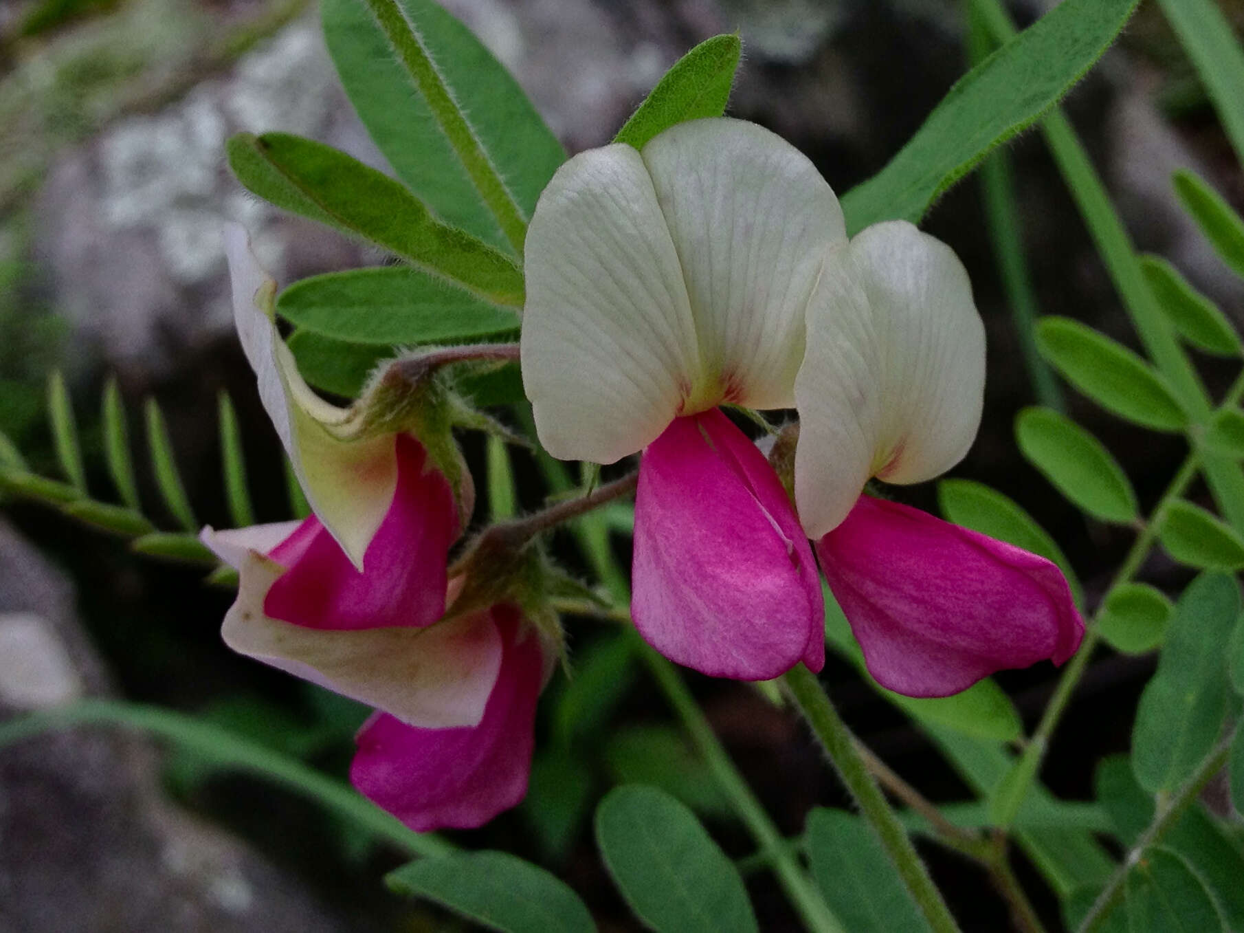 Image of Virginia tephrosia