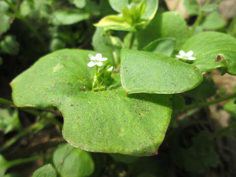 Image of Indian lettuce