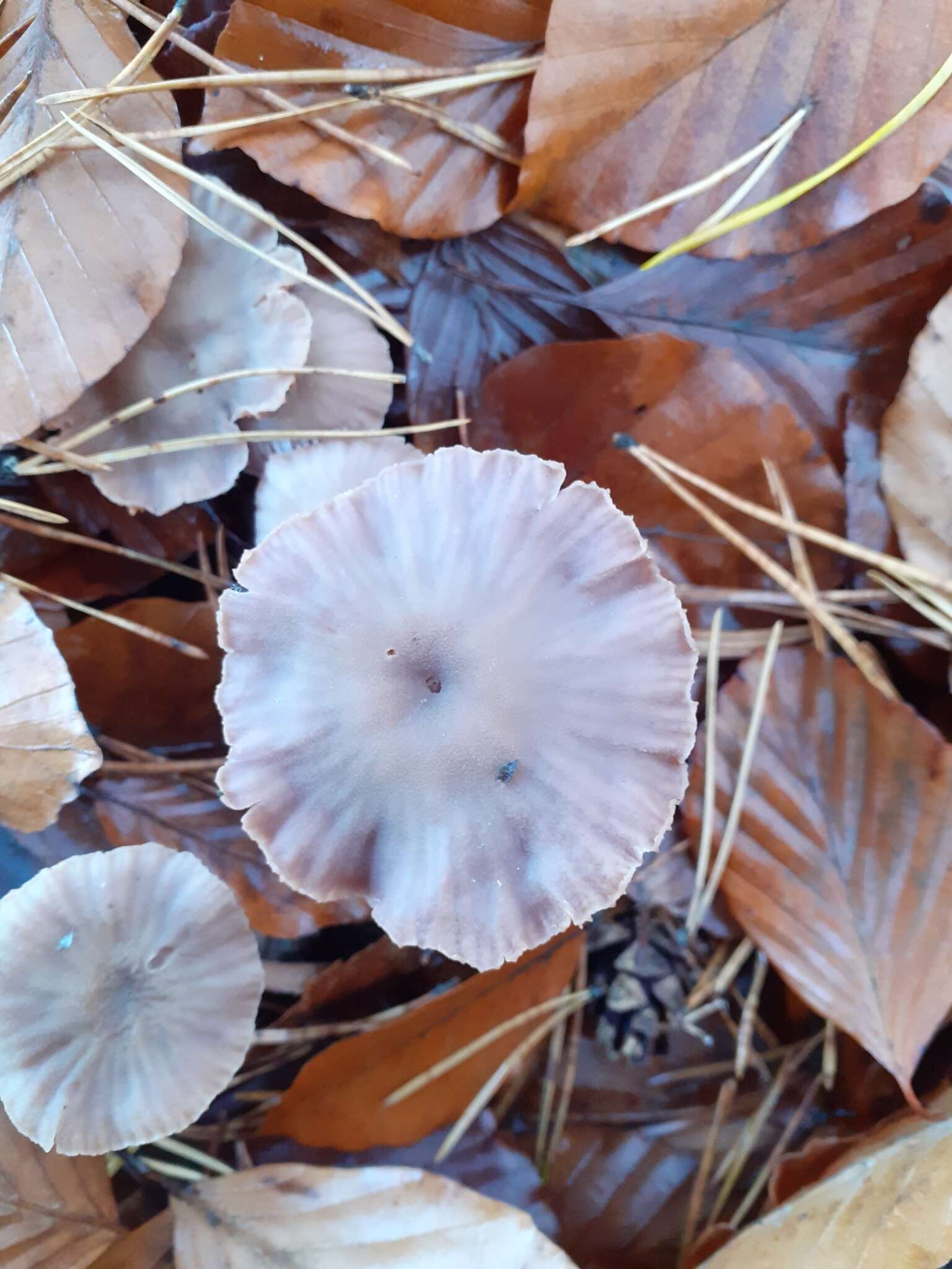 Image of Laccaria amethystina Cooke 1884