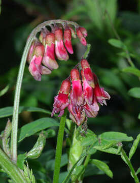 Image of black vetch