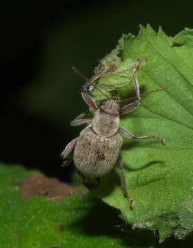 Image of Neofidia lurida