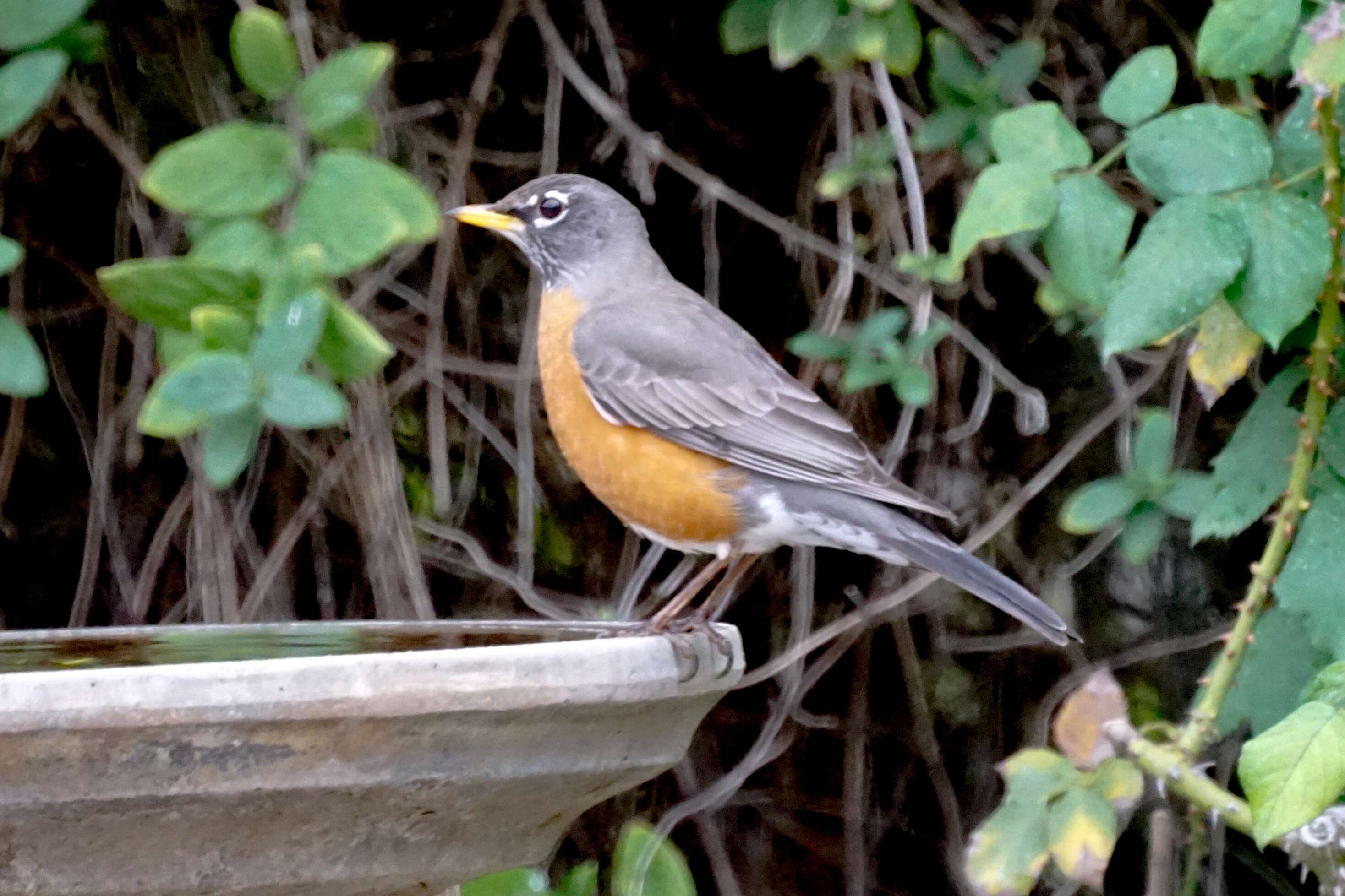 Image of American Robin