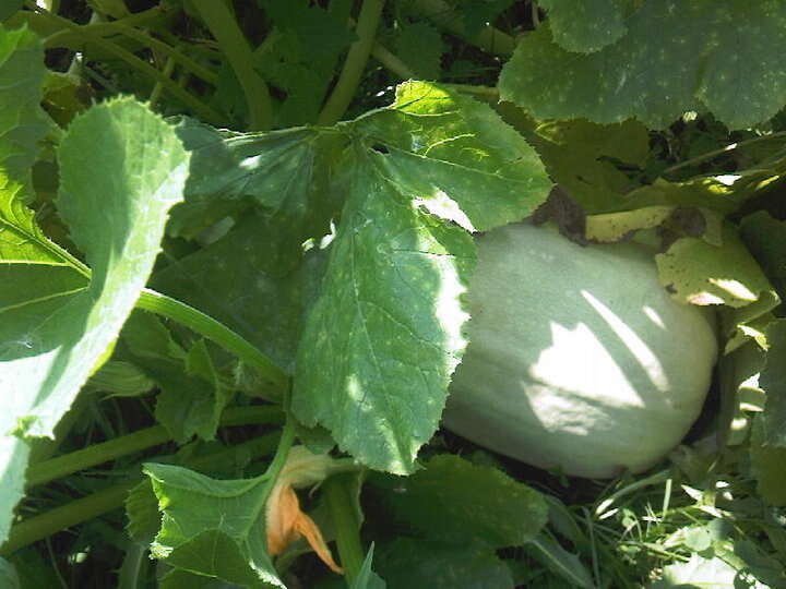 Image of field pumpkin