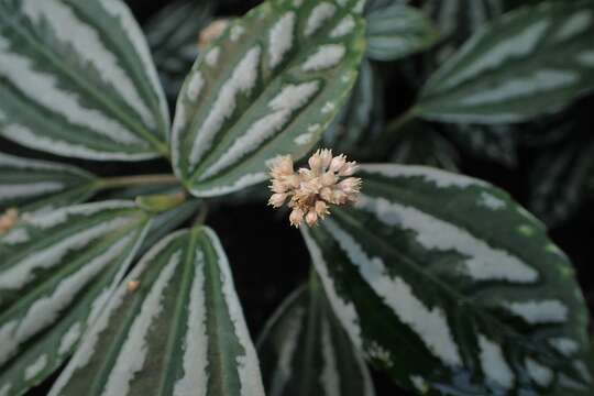 Imagem de Pilea cadierei Gagnep. & Guillaum.