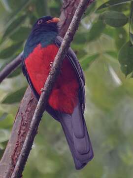 Image of Slaty-tailed Trogon