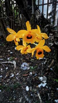 Imagem de Dendrobium fimbriatum Hook.