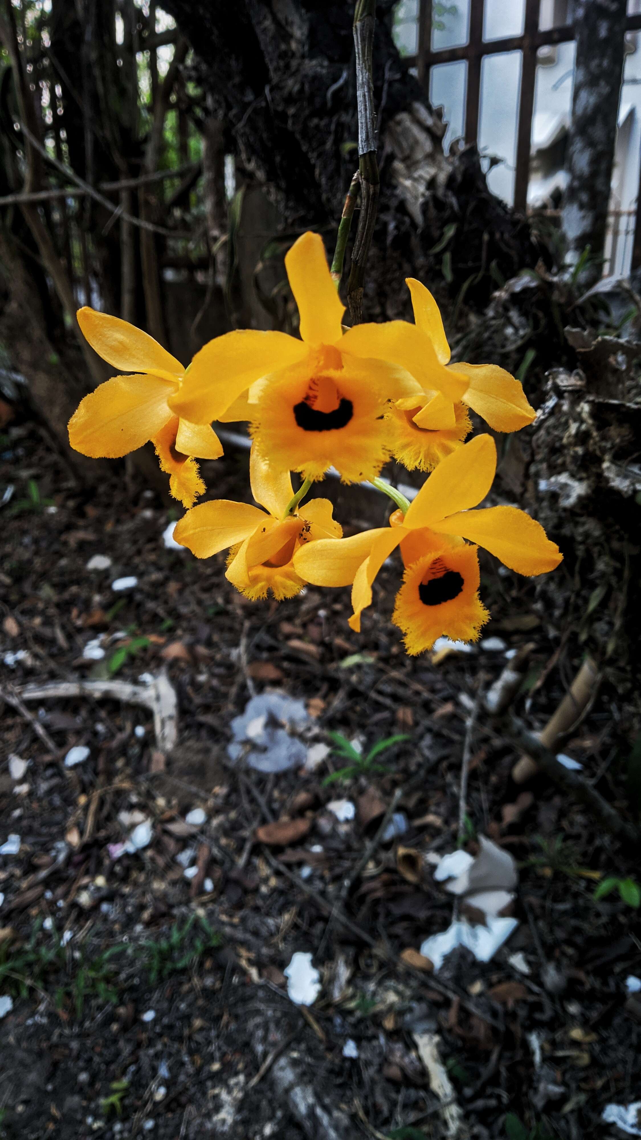 Plancia ëd Dendrobium fimbriatum Hook.