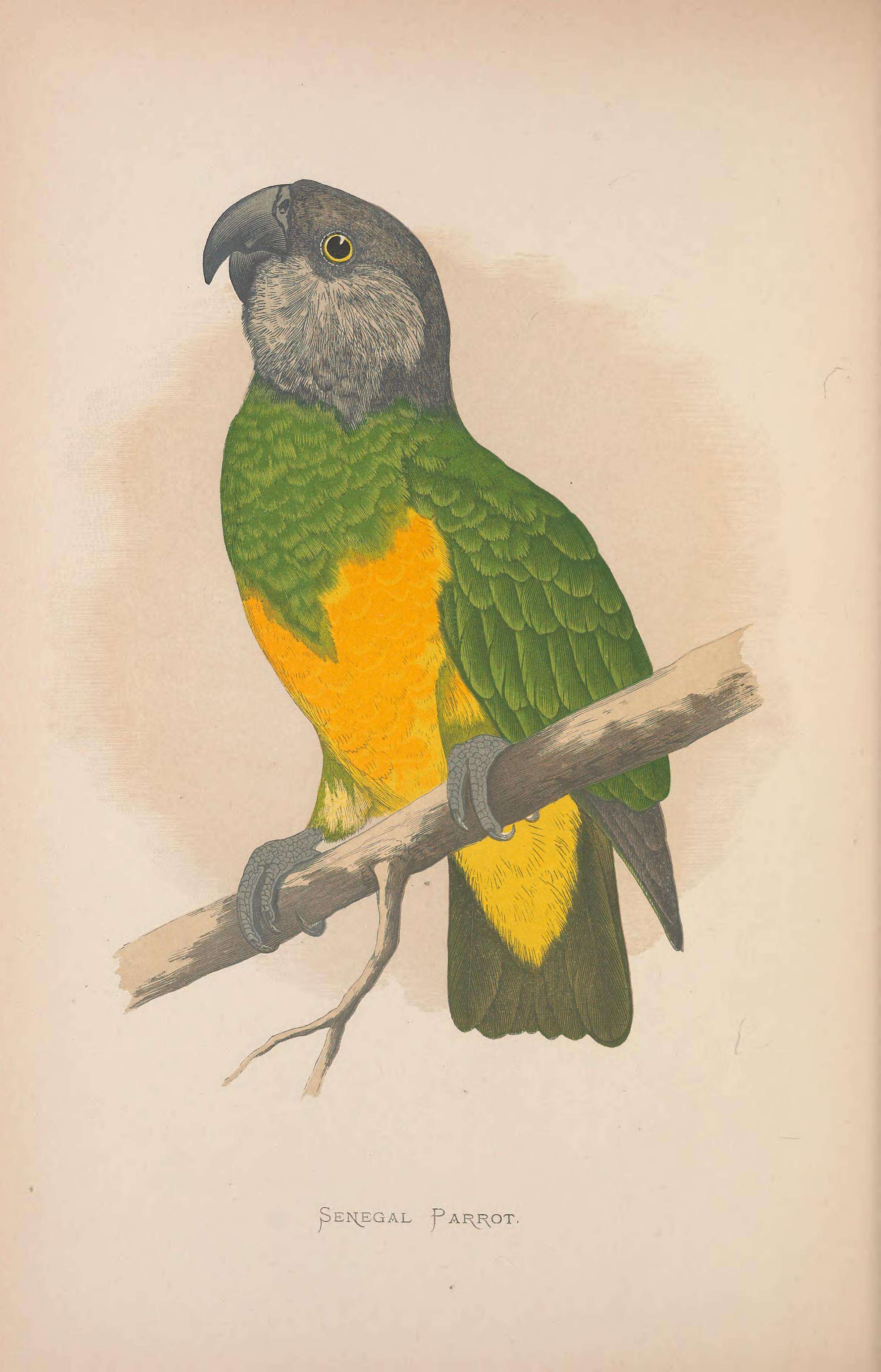 Image of Senegal Parrot