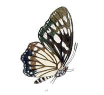 Imagem de Euripus nyctelius Doubleday 1845