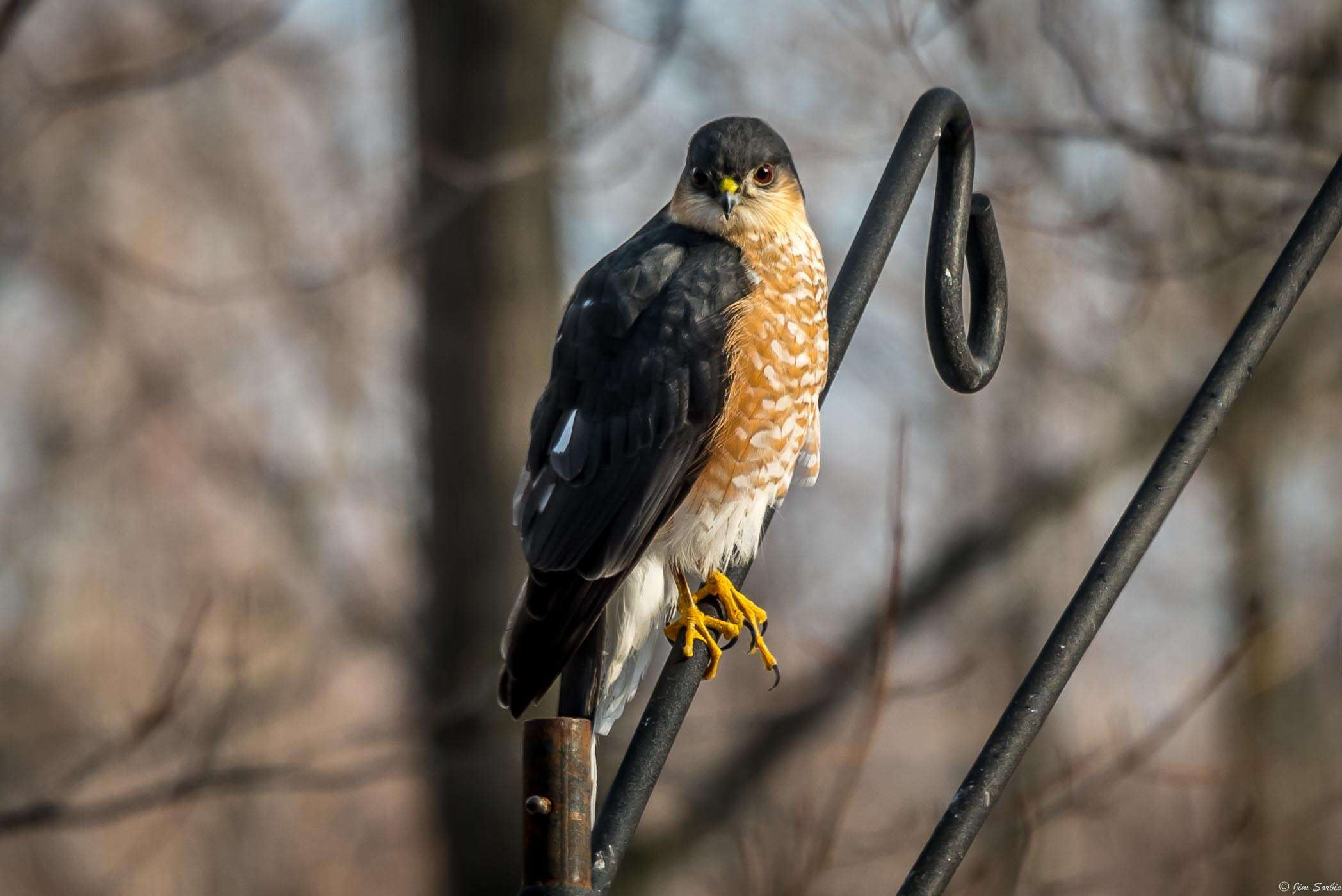 Image of Sharp-shinned Hawk