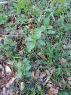 Image of Common Nettle