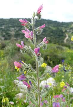 Image of Echium judaeum Lacaita