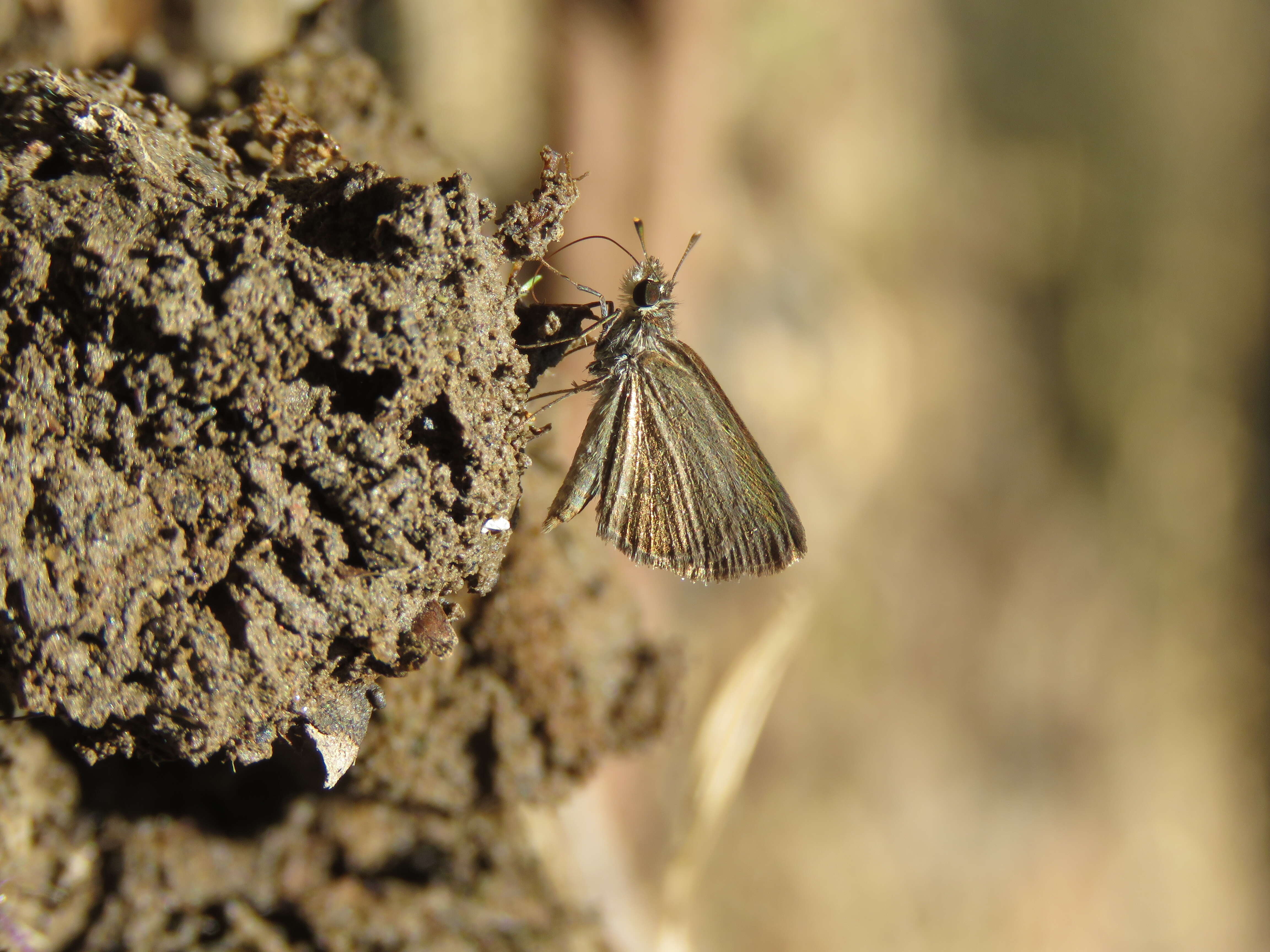 Image of Pygmy Scrub-hopper