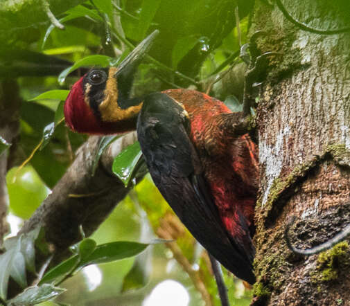 Image of Crimson-bellied Woodpecker