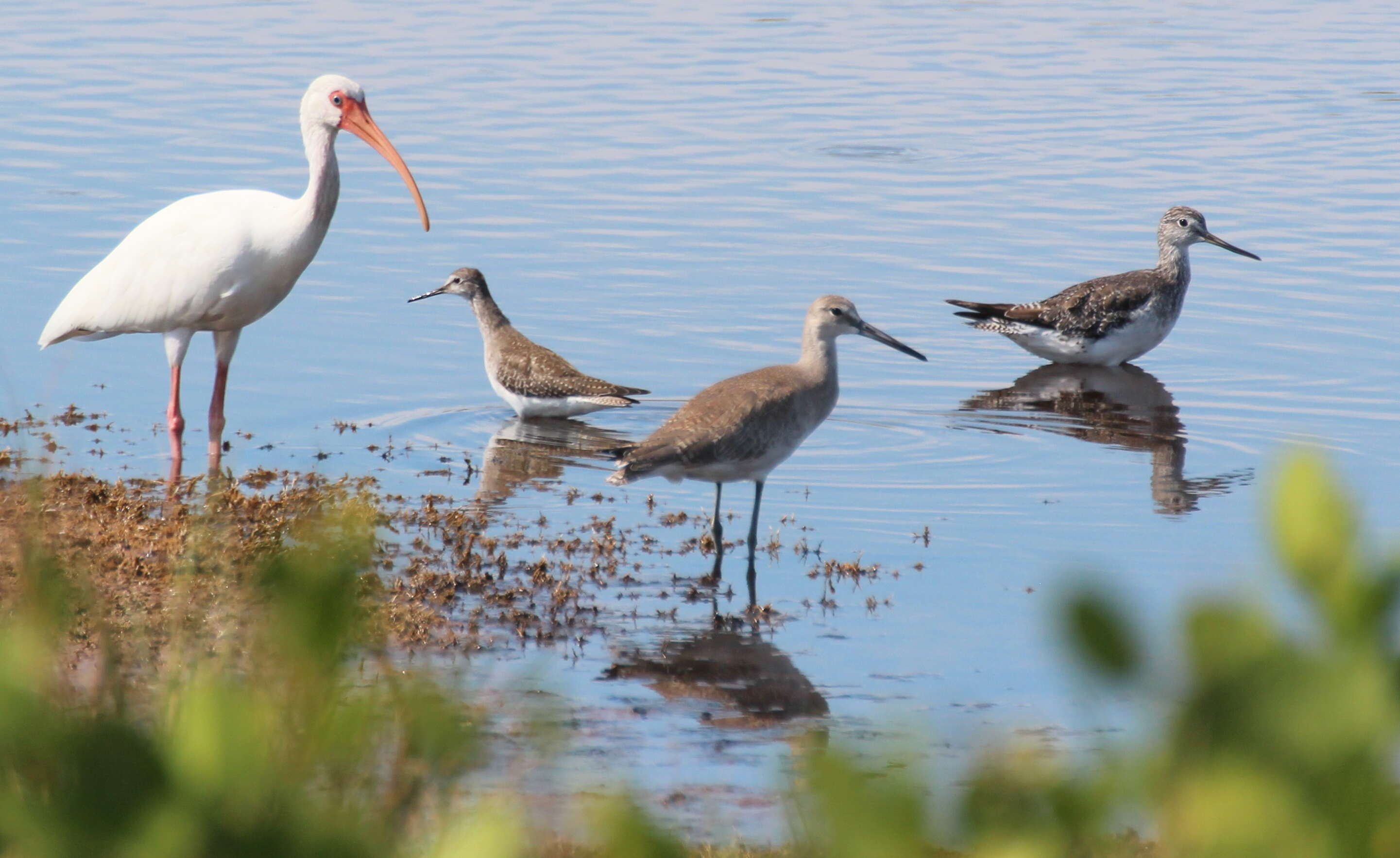 Image of Greater Yellowlegs