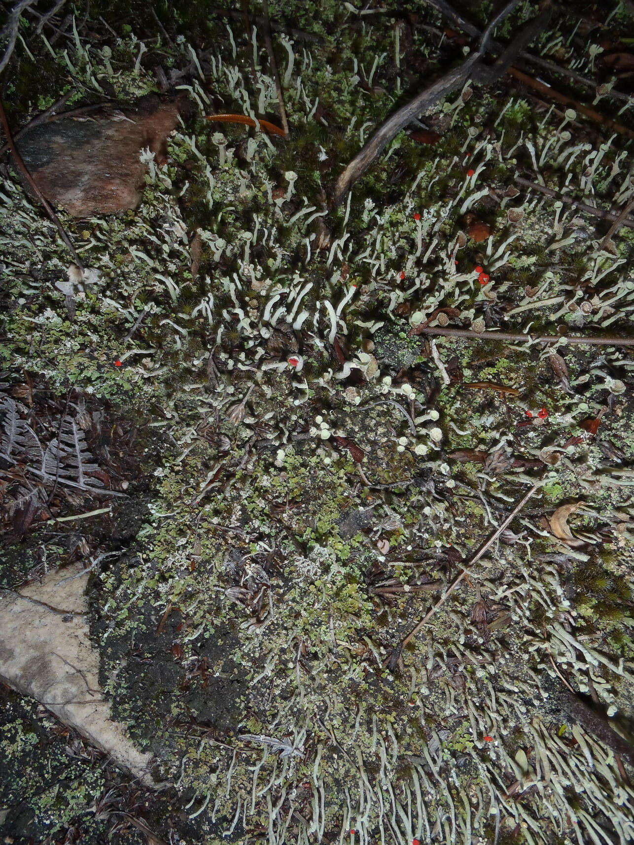 Image of Cladonia macilenta