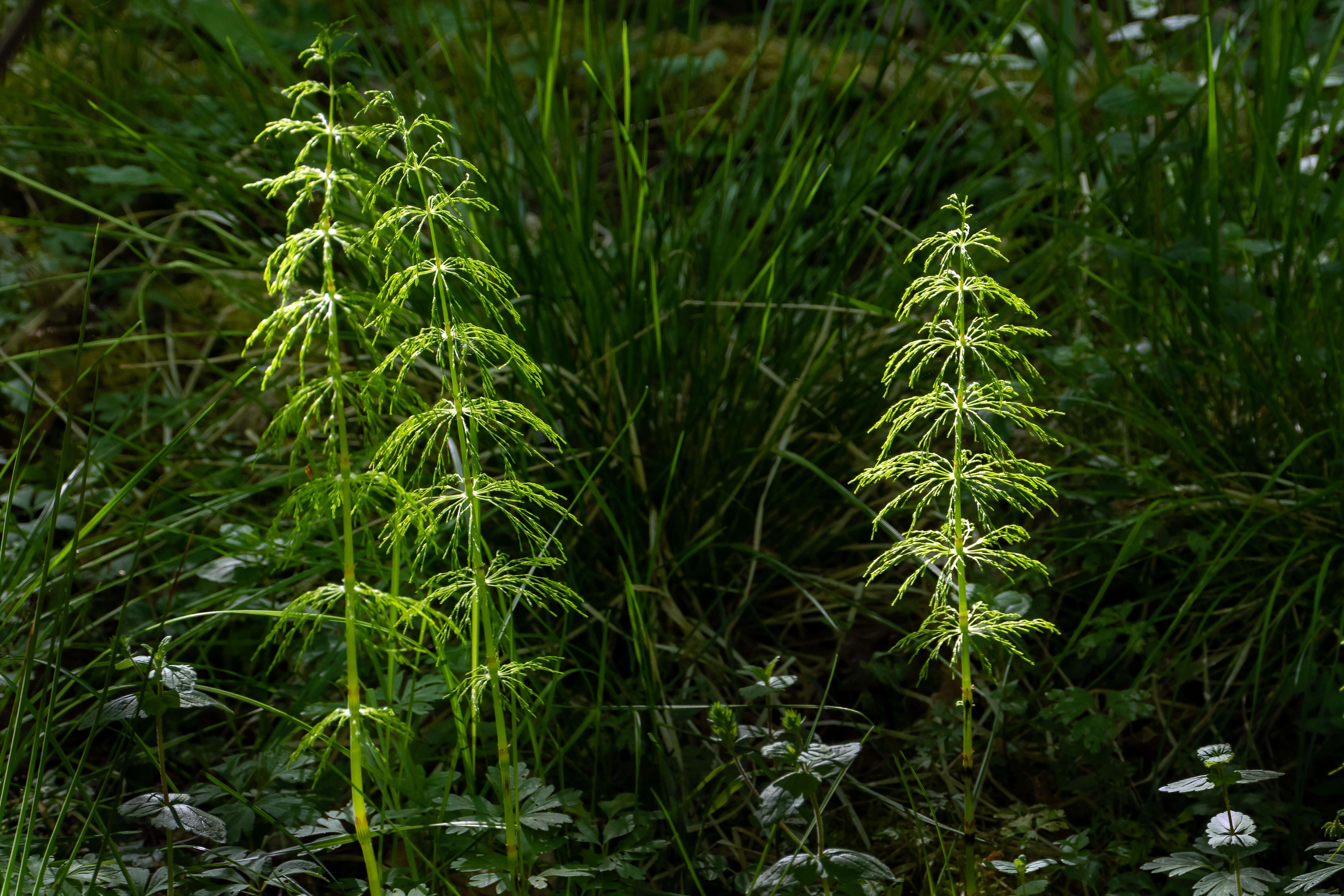 Imagem de Equisetum sylvaticum L.