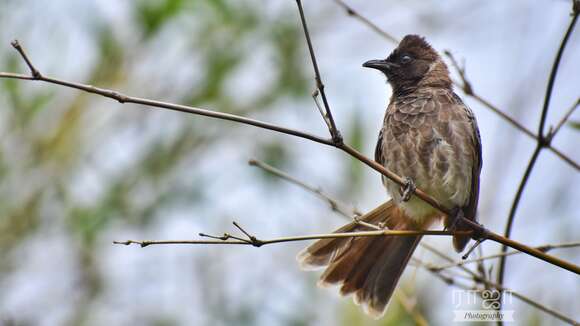 Image of Common Bulbul