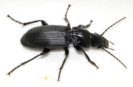 Image of Carabidae