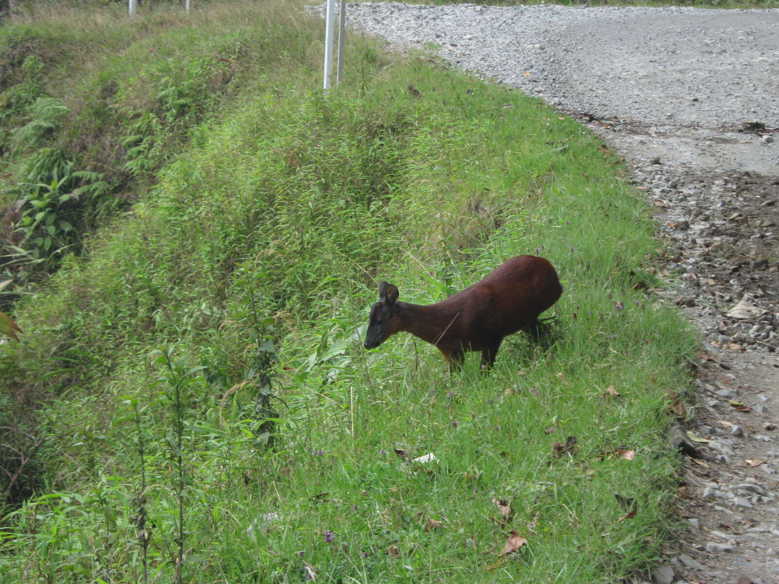 Image of Dwarf Red Brocket