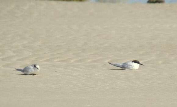 Image of Damara Tern